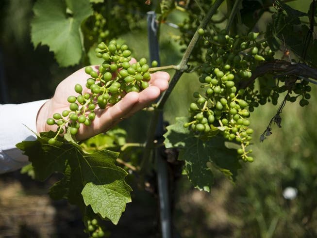 Während die Besorgnis der Schweizer über die Umweltbedingungen wächst, werden auch mehr Bioprodukte gekauft. Das gilt namentlich in der Romandie, wo mehr als die Hälfte der Konsumenten überwiegend Produkte aus biologischem Anbau bevorzugen - wie hier die Weinsorte «Divico».
