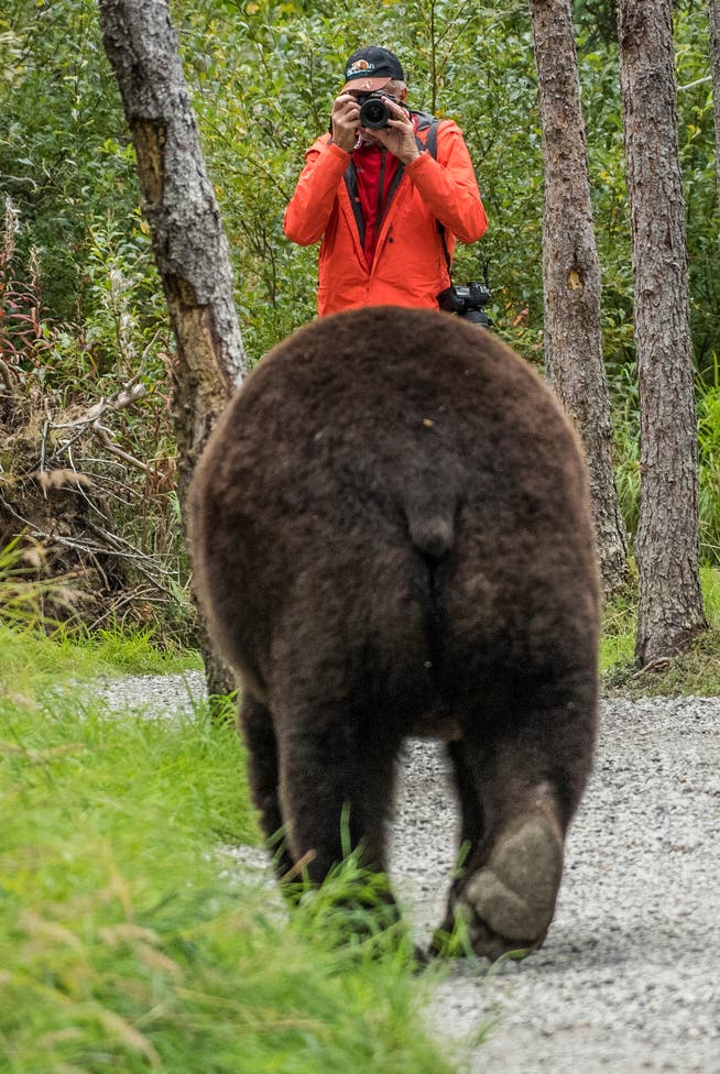Christof Sonderegger beim fotografieren eines Braunbären, der ihm in Alaska "unangenehm" nahe kam.
