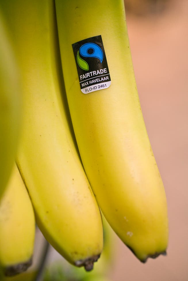 Bananen mit dem Max-Havelaar-Label machen über 50 Prozent der in der Schweiz verkauften Bananen aus. (Bild: KY)