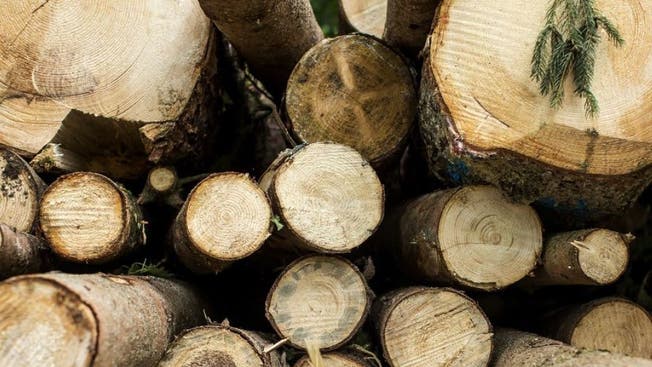 Der Holzmarkt sei durch das Überangebot von Sturm- und Käferholz und billigen Import stark belastet, meint Pro Holz Solothurn.