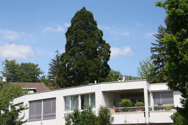 Der 150-jährige Mammutbaum im Blumensteinquartier soll einer Wohnüberbauung weichen.