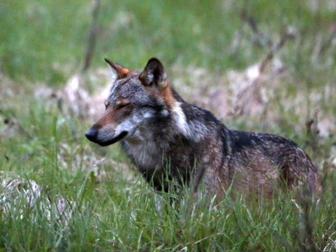 Beim Waldtag im August soll die Bedeutung des Wolfs beleuchtet werden.