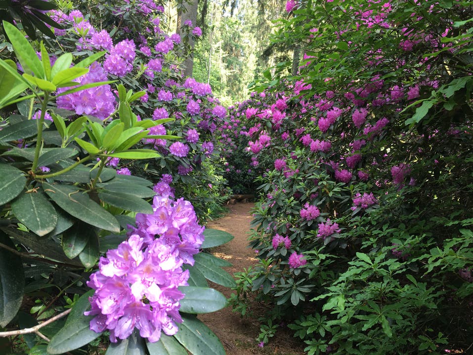 Das Rhododendron-Paradies von Leuzigen