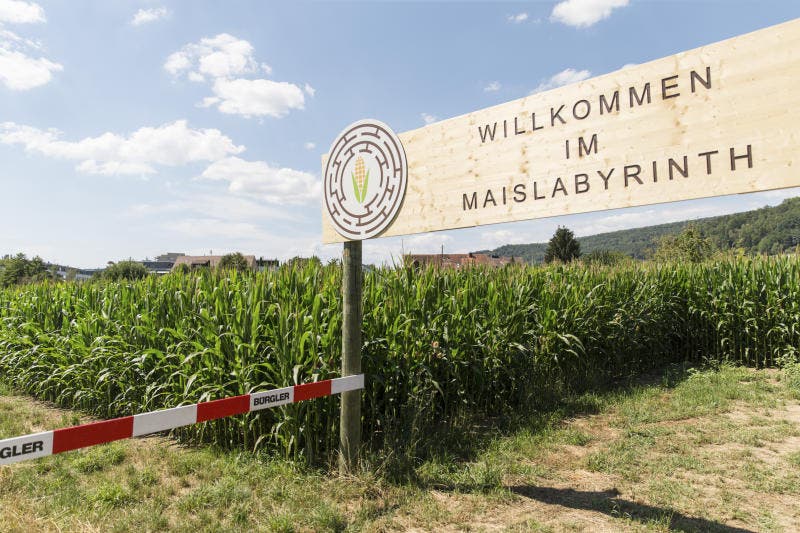 Das Maislabyrinth stellt dieses Jahr den Wettinger Ortskern dar.