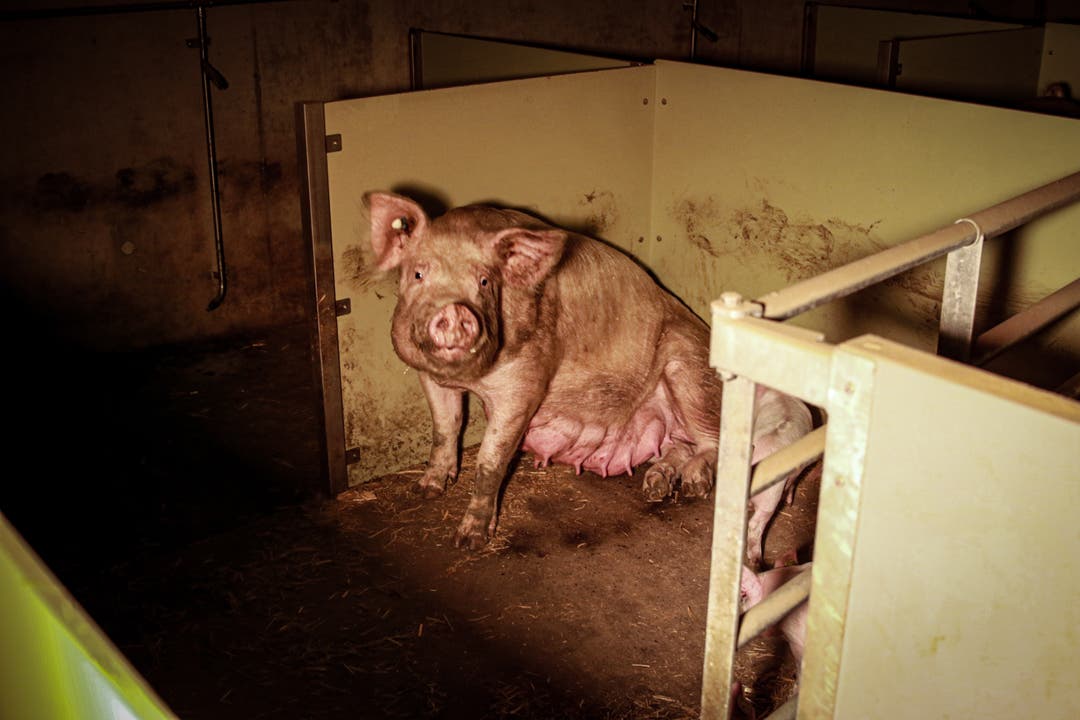Angezeigt: Schweinemast im Kanton Solothurn