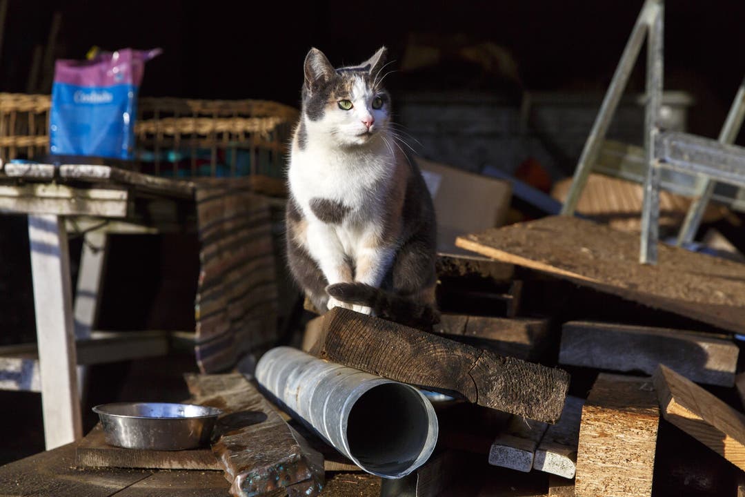  Auch einige Katzen aus der Stadt Solothurn leben hier, sie stammen aus einem abgerissenen Gebäude.