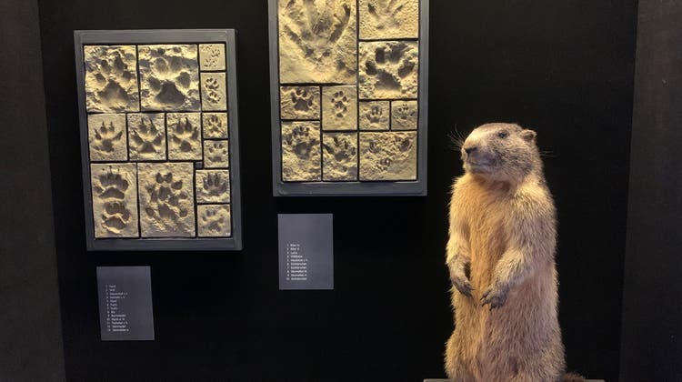 Das Naturmuseum zeigt kleine Spuren-Ausstellung