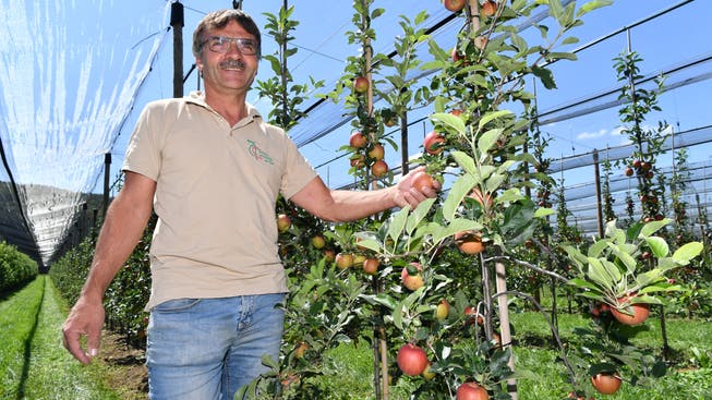 André Erni aus Stüsslingen hat seine Obstbäume über Vernebler bewässert. Besonders Jungbäume hätten sonst im regenarmen Juli einen schweren Stand gehabt.
