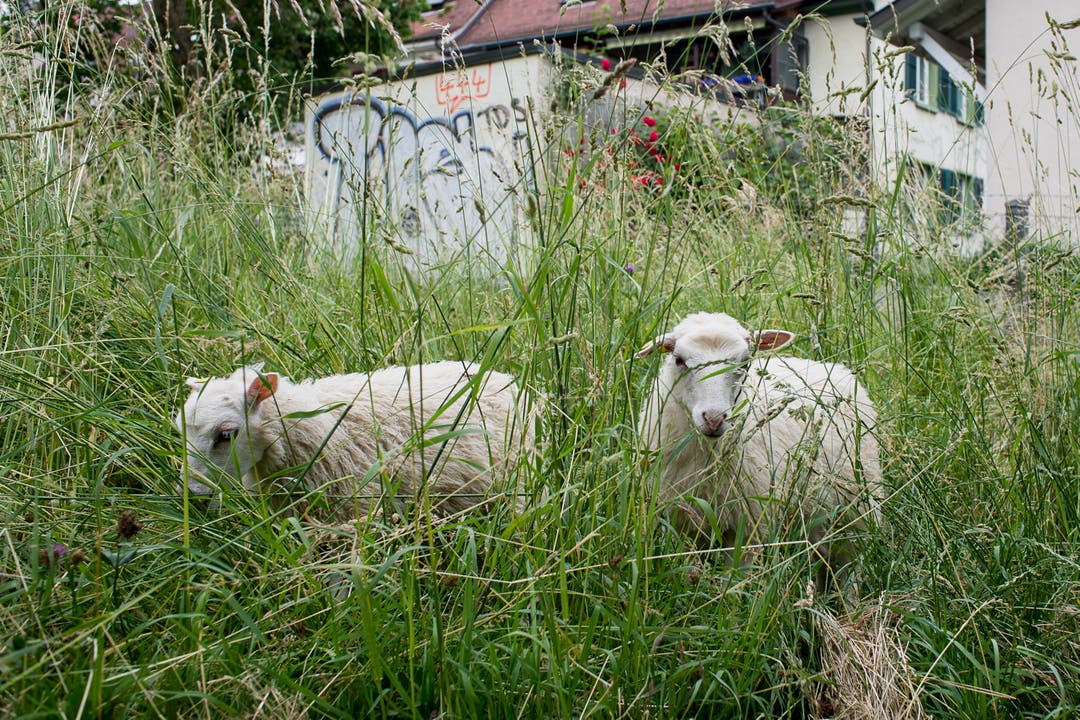 Rasen-Määäher: Die von der Stadtgärtnerei gemieteten Skudde-Schafe beim Allschwilerweiher.