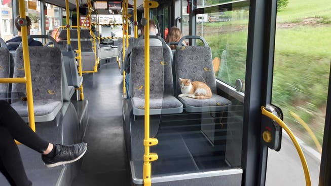 Die rot-weisse Katze fährt ganz alleine im Postauto nach Grellingen.