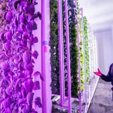 Salat aus Indoor-Gemüsefarm kommt ins Ladenregal: Nur die Roboter fehlen noch