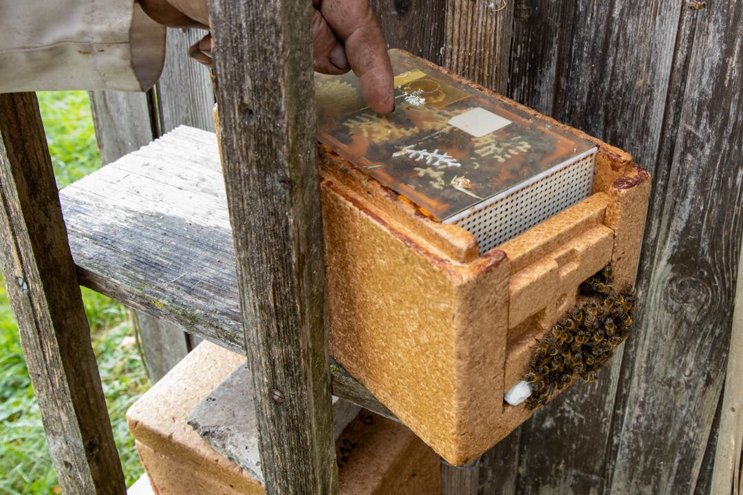 Sieben solcher Kästen, in denen jeweils ein Bienenvolk lebt, hat Remy Horisberger abzugeben.