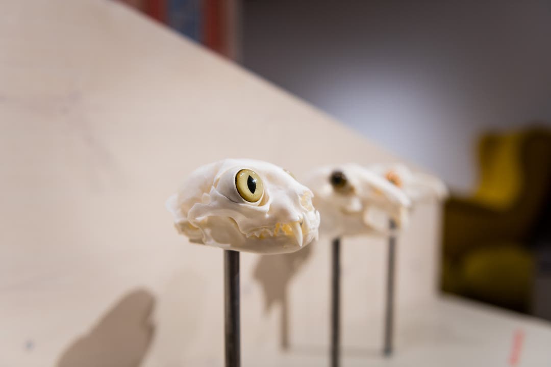  Die Sonderausstellung im Naturmuseum zeigt die Katze bis auf die Knochen.