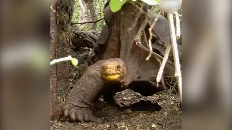 800 Nachfahren hat Diego gezeugt: Jetzt darf sich die Riesenschildkröte zur Ruhe setzen