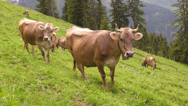 Eine Kuhherde auf der Bannalp im Kanton Nidwalden hat erneut Wanderer angegriffen. (Symbolbild)
