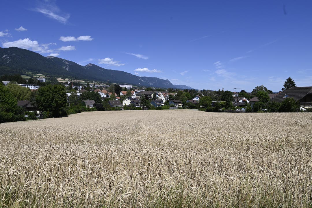 Das Feld mitten auf dem Hügel hat kürzlich die Stadt gekauft.