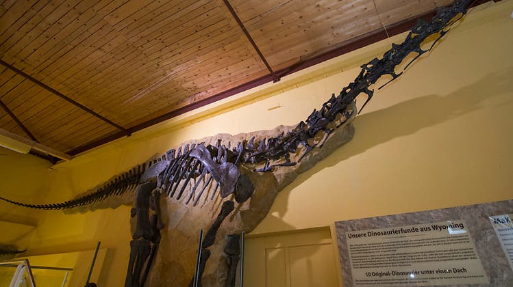 Wegen ungelöster Nachfolge: Uni Zürich erhält zehn Dinosaurier vom Sauriermuseum Aathal