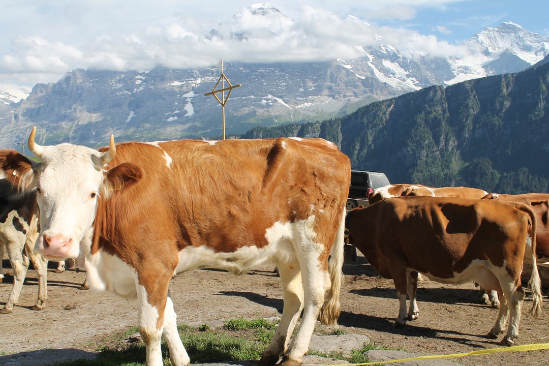 Die Kühe werden täglich gemolken und ihre Milch zu feinstem Alpkäse verarbeitet