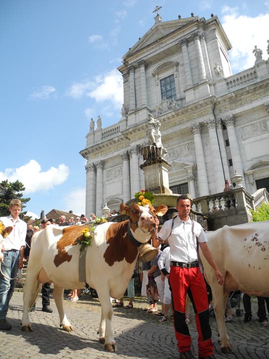 Kuh vor der St.-Ursen-Kathedrale
