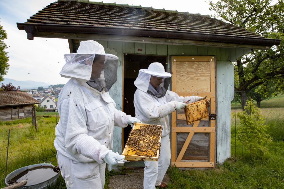 Bienenhaus Honigtraum in Olten