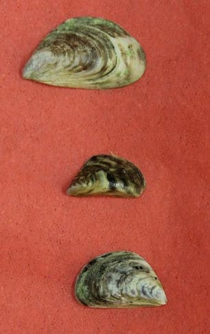 In der Mitte ist die Zebramuschel, die in der Schweiz schon weit verbreitet ist. Oben und unten ist die leicht zu verwechselnde invasive Quaggamuschel