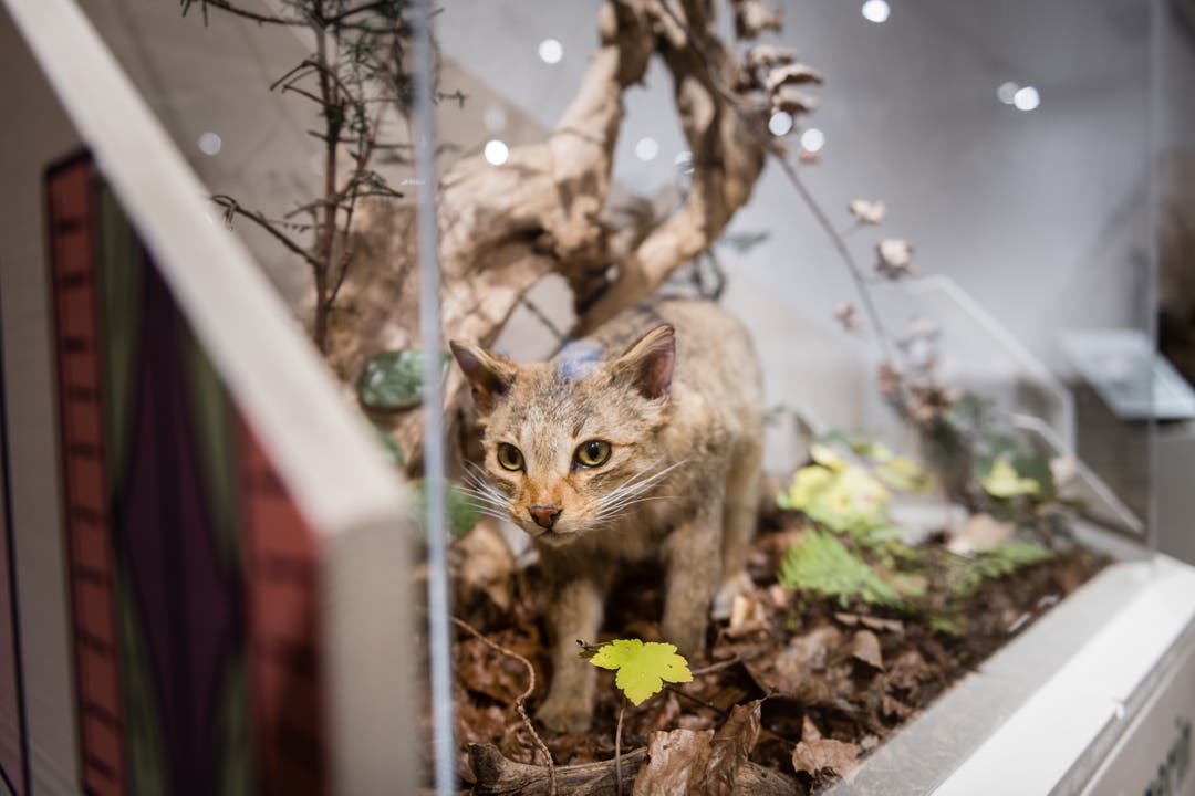 «Die Katze, Unser wildes Haustier.» - Sonderausstellung im Naturmuseum