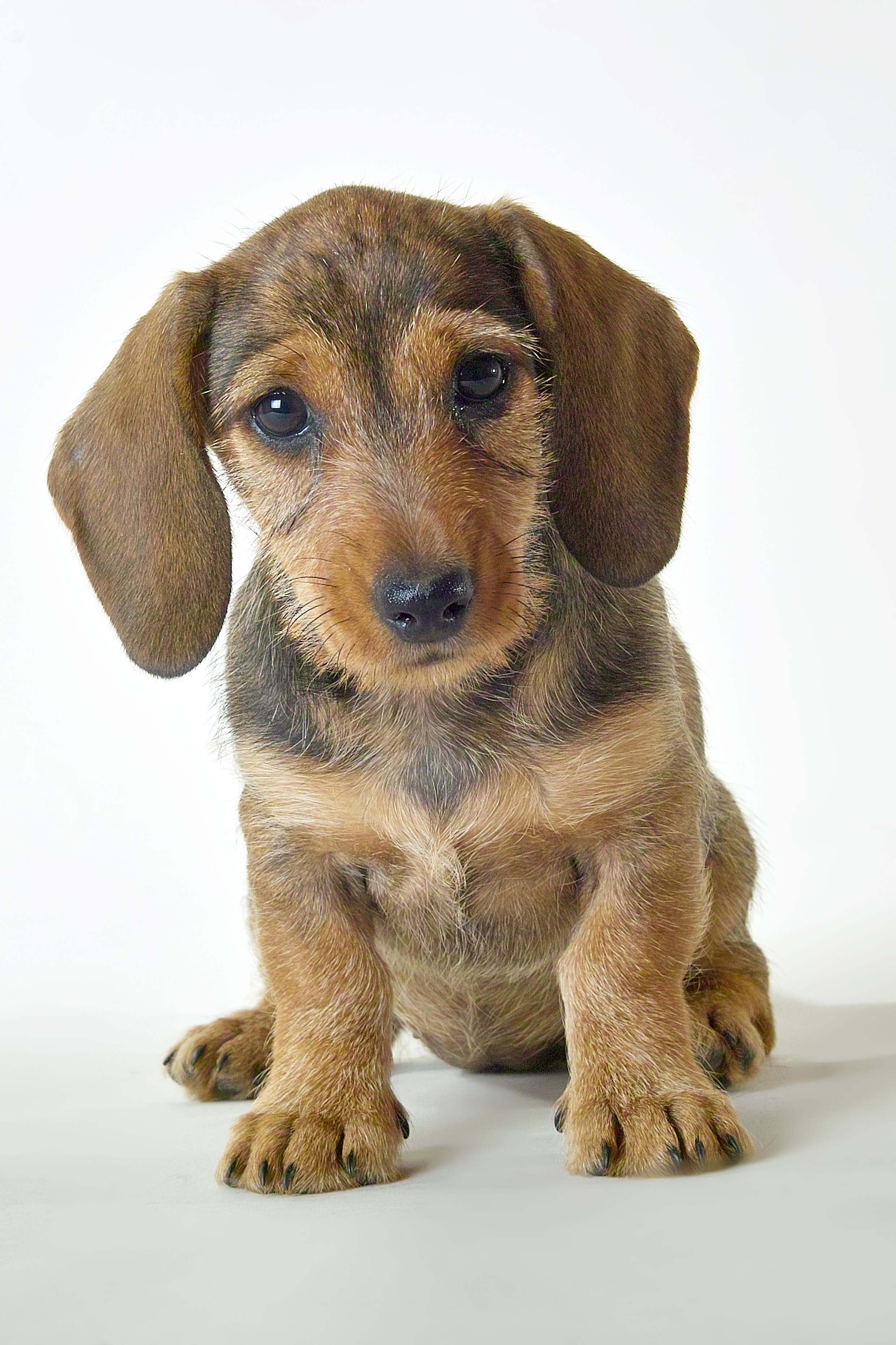 Der Hund Ist Keine Zuchtmaschine Wahrend Corona Ist Die Ostschweiz Auf Den Hund Gekommen