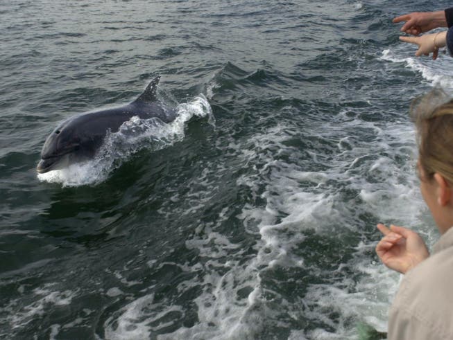 Der Delfin «Fungie» schwimmt neben einem Boot mit Touristen. Foto: PA Archive/dpa