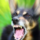 Vermehrt finden Hundebisse Eingang in die Statistik des kantonalen Veterinäramts. (Verkhovinets Taras)