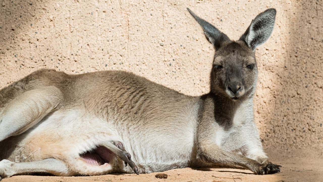 Nach sechs Monaten streckt dann das deutlich grössere Kängurujunge seinen Kopf aus dem Beutel.