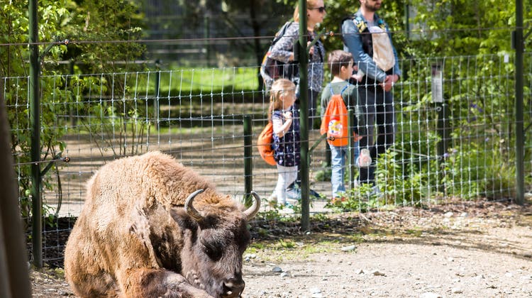 Tierpark Lange Erlen nach Wiedereröffnung: Es ist genügend Platz für alle da