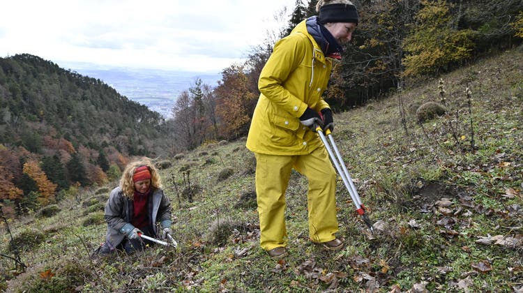 Wertvolle Arbeit: Freiwillige helfen beim Facelifting für die Magerwiesen im Jura