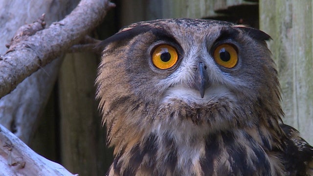 Vogelwarte Sempach - So Gefährlich War Es, Diesen Putzigen Uhu Wieder ...