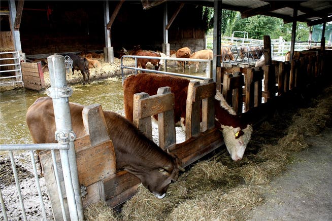 Samuel Spahns Rinder vom Biohof Fondli in Dietikon werden für die Schlachtung nach Zürich und in die Ostschweiz gebracht. Für den Bauern ist der Weg vertretbar. gep