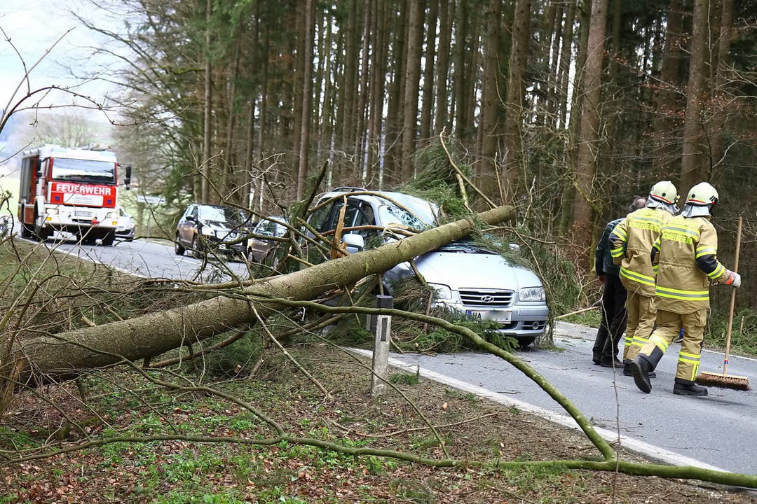 Dieser Automobilist wurde von einem umstürzenden Baum erwischt.