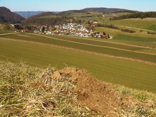 Für die Ablagerung von Aushubmaterial vorgesehen: Teilansicht der Senke im Gebiet Buech in Herznach, wo die Deponie ab 2017 in Betrieb genommen werden soll.