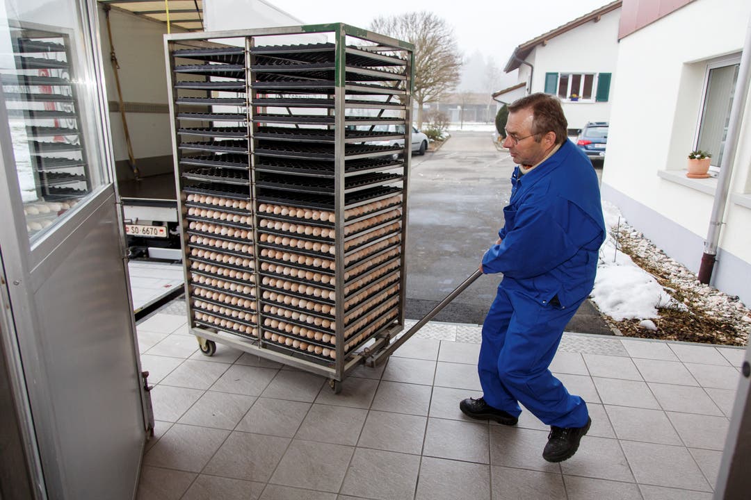 Vom Ei bis zum Pouletbrüstli - Die Fertigungskette in der Region Solothurn