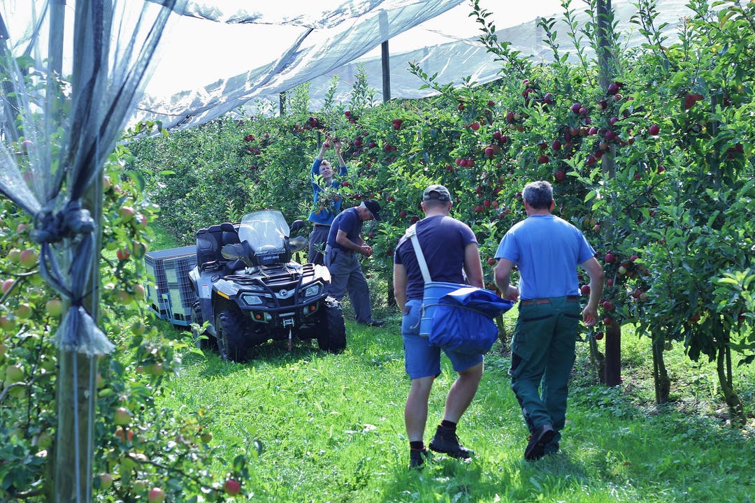 Der Obstbauer Rolf Suter ist bisher der erste und einzige im Limmattal, der sich an den Anbau von Mini-Kiwis wagt.