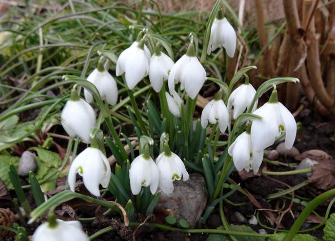 In vielen Gärten blühen bereits die Schneeglöckchen - ein eindeutiges Zeichen für den beginnenden Frühling.