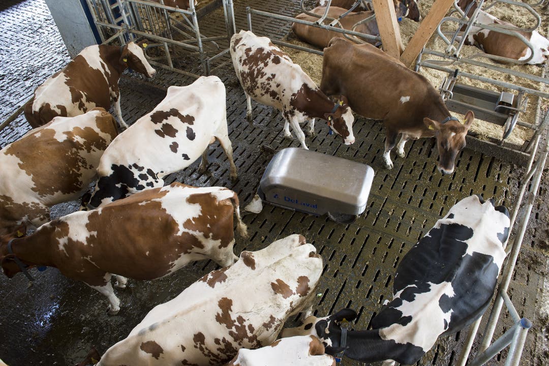 Plötzlich werden die Kühe im «Melkbereich» unruhig: Ein Reinigungsroboter bahnt sich seinen Weg auf vorprogrammierten Routen durch den Stall.