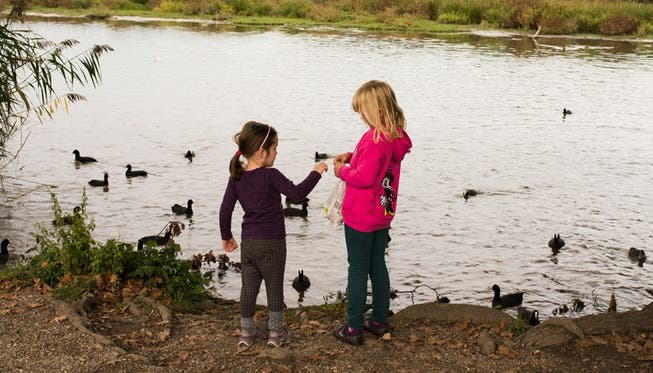 Kinder füttern Enten: Die zusätzliche Nahrung erhöht die Tierpopulation. Das führt zu Problemen.