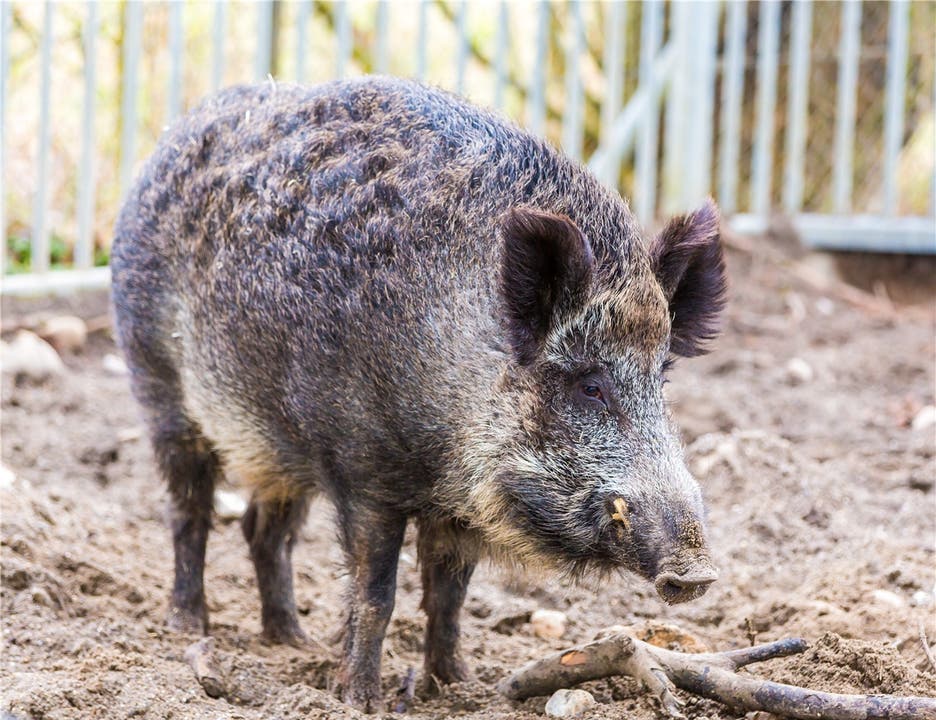 Tiere aller Art gehören zu den Gästen auf dem Hof – sogar ein Wildschwein.