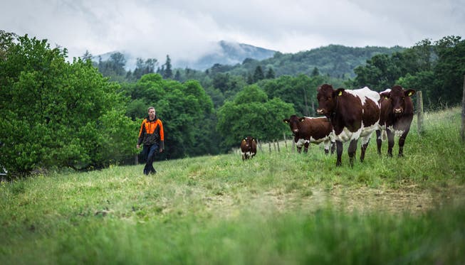 Der neue Juraweid-Pächter Sven Dermon mit seinen Pinzgauer Kühen, die aus Österreich stammen. Das Land gehört der Naturschutzorganisation Pro Natura.