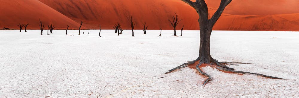 Manche der vertrockneten Akazienbäumen im Naukluft Park in Namibia sind über 500 Jahre alt. Sie wachsen auf einem Untergrund aus Ton und Salz.