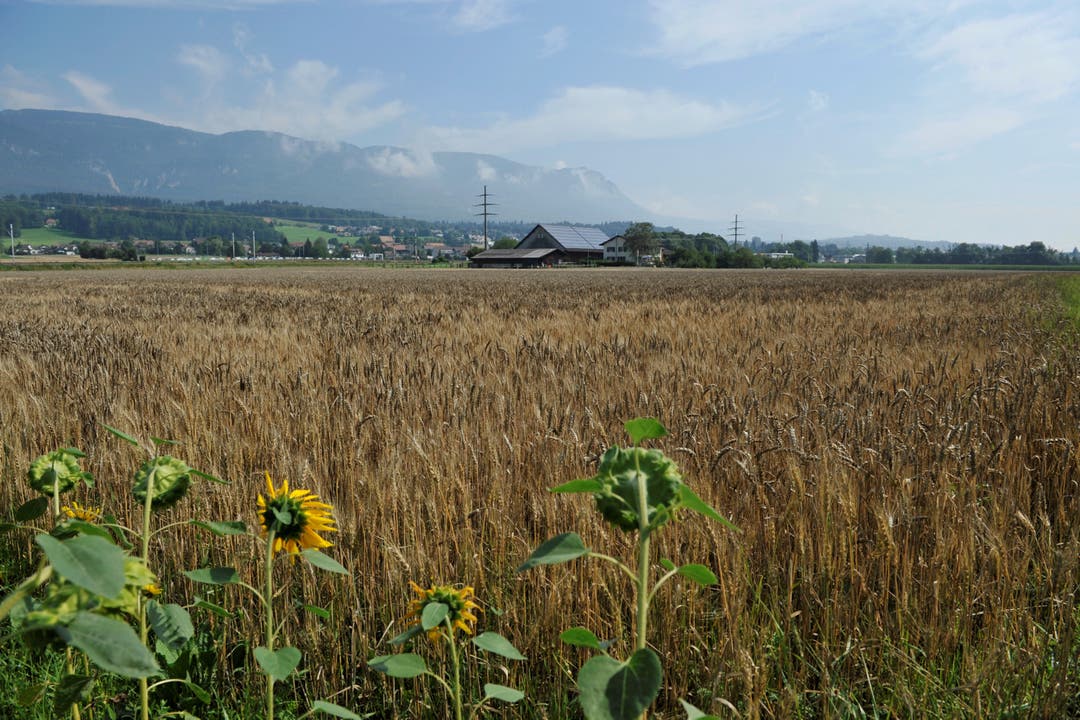 Erntereife Kornfelder beim Aarhof der Familie Lüthi