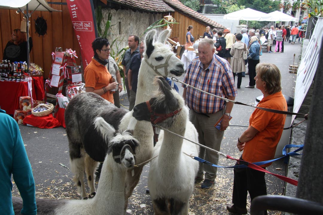 Lamas aus Oberwil