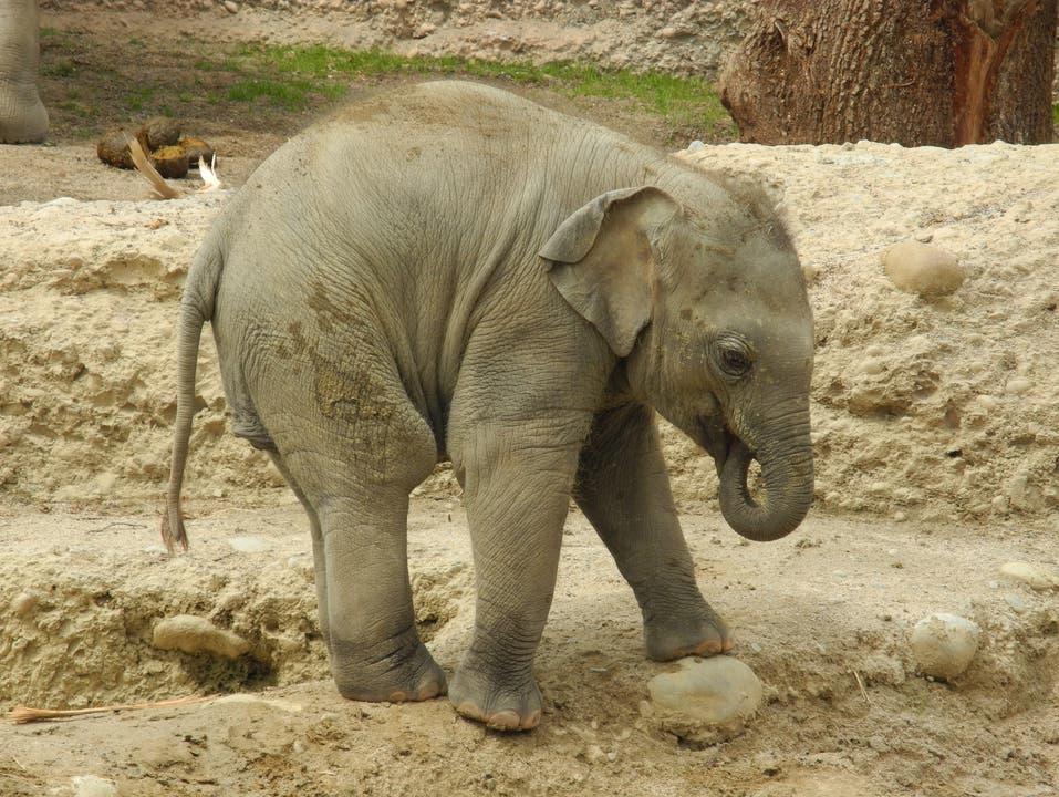 Elefantenkind Omysha ist der Publikumsmagnet im Zoo Zürich.JPG