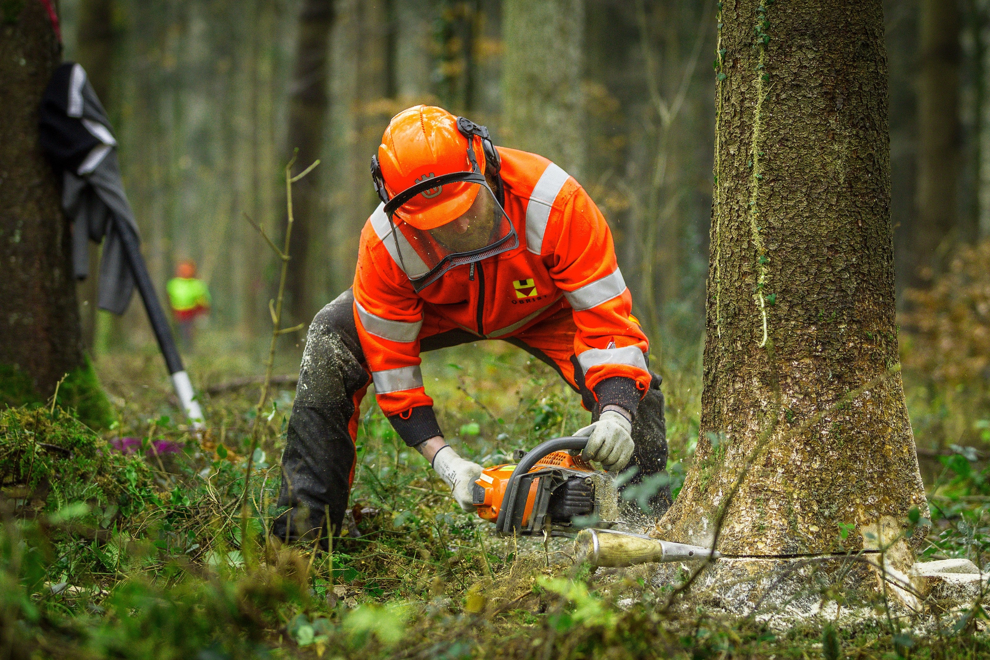 Bildstrecke - Holzfäller-Kurs im Suhret zwischen Suhr und Rupperswil
