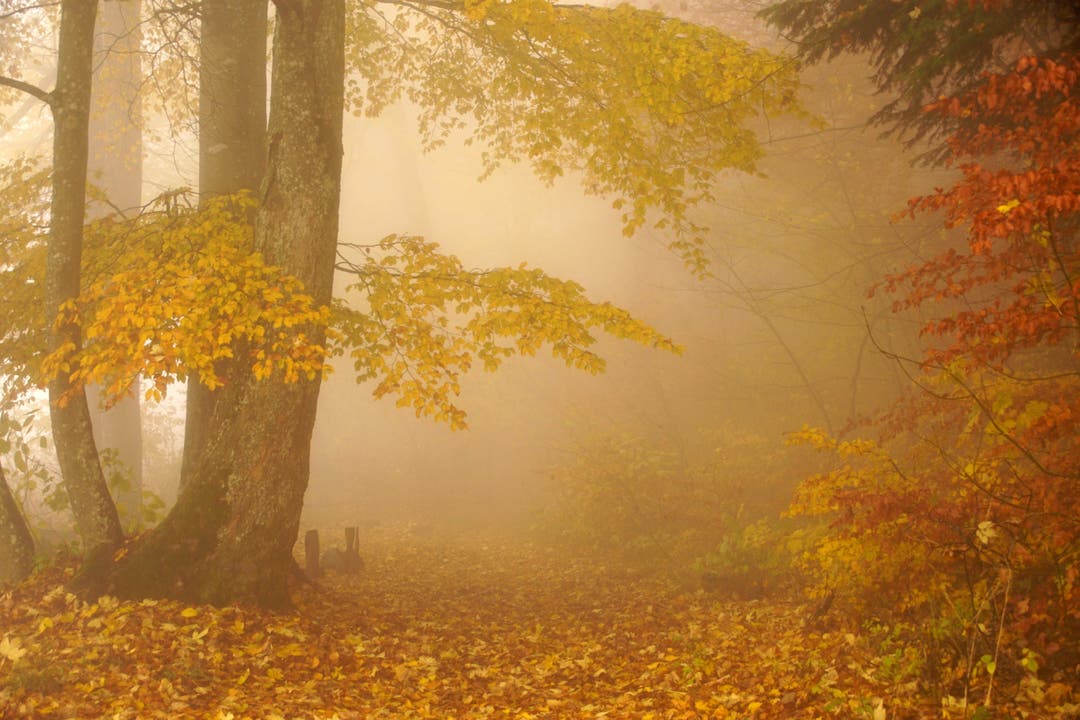 Wie reizvoll herbstliche Nebelwälder sein können beweist uns dieses Leserfoto.