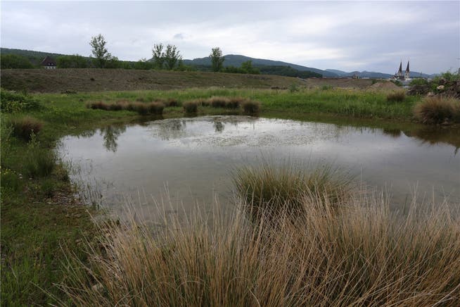 Seltene Sumpfpflanzen wie etwa die stachelige Flechtbinse wachsen in Olten SüdWest.